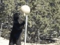 медведь на тренировке