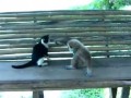 Кот и обезьянка