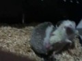 Hedgehog mating