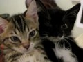 fainting goat kittens - original video