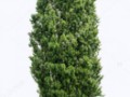 depositphotos_28582107-stock-photo-isolated-poplar-tree-on-a