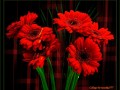 Коллаж + Анимация от tane4ki 777"Любимые цветы"