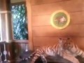 Чучуть испугался тигра!