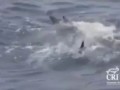Дельфины спасают своего собрата