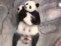 World's Best Place For These Panda Cubs - Mom's Arms!