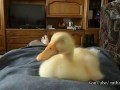 Duckling Snoring FUNNY