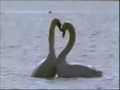 Лебединая любовь. Нереально красивое видео!!!!!!.wmv