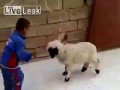 маленькая овечка бодает ребенка