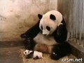Панда чихнула(обратите внимание чихнул малой)