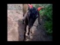 A Botched Beheading..Amateurs try Multiple Ways to Behead a Poor Goat in a Brutal Ritual