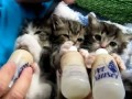 Baby Kittens All Settled for the Long Awaited Bottles