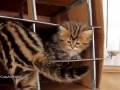Cute Kittens vs. Handmade Fort
