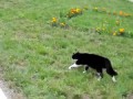 [019] Cat vs dog standoff