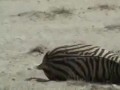 Zebra fights Lion and Wins