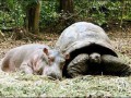 The-Hippo-and-The-Turtle-animal-humor-2965780-450-326