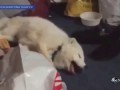 Arctic Fox Has a Case of the Giggles