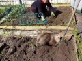 медведь сажает картошку