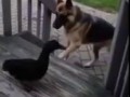 Duck Chases Dog off Porch