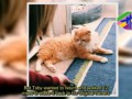 N Carolina family want cat to be euthanized after he returned to them - NZ NEWS