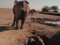 Спасли слонёнка