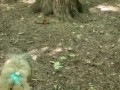 Хлоя и белка в воронцовском парке