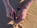 Австралийский пляжный червь