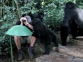 Горные гориллы изучают человека