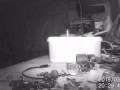 House-proud mouse caught on camera tidying garden shed | SWNS TV