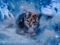 Котенок-в-снегу