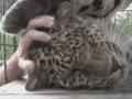 погладь гепарда