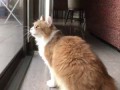 Cute Cat Imitates Birds' Sound Every Day!