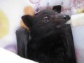 Bat enjoying smoothie