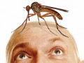 комар на голове
