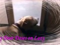 Lazy dog funny video*наши собаки бывают такими ленивыми