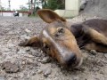 Collapsed street puppy recovers from distemper