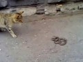 Храбрая кошка против змеи