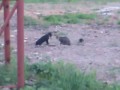 Кот и Ворона деруться с другим Котом