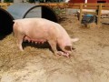 Graphic Pig eats baby pig