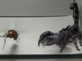 Asian giant hornet vs Emperor Scorpion