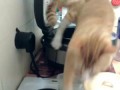 Кот нассал в мультиварку / Cat pee in a Multicooker