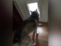 Dog Can't Get Bone Through Doggy Door
