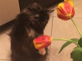 Тюльпаны и котейка