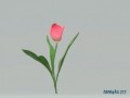 Анимация + коллаж 3D от tane4ki 777 "Тюльпан"