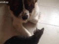 Смелый котёнок против сенбернара