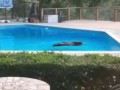 Swimming Bear Visits Arcadia Home