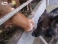 Собака угощает корову