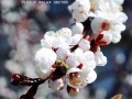 VA - The Song Of Sakura