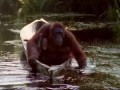 Attenborough: Amazing DIY Orangutans - BBC Earth