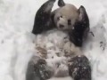 Панда, первый снег