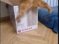 Кот прыгает в коробку